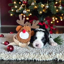 Whale - Black and white male Chinese Crested puppy in New Smyrna Beach, Florida from FronkLinn Kennel
