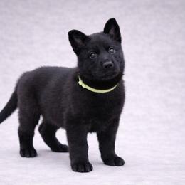 Lime Collar - Black female German Shepherd puppy in Casscoe, Arkansas from Crown H Shepherds