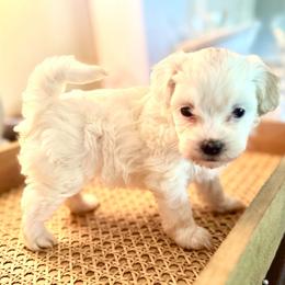 Dot - White female Maltipoo puppy in Wendell, North Carolina from Teddys Teddy Bears
