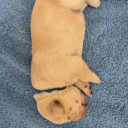 Girl 1 - female Labrador Retriever puppy in Silverthorne, Colorado from Bahrking Heights Labradors