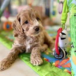 Cavapoo and Cockapoo Puppies from Benji’s Cockapoos