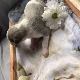 Ruffnut - White and blue female Whippet puppy in London, Kentucky from Tigger’s Whippets