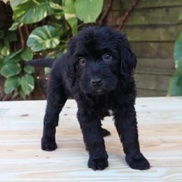 Celeste - Black female Goldendoodle puppy in Palmetto Bay, Florida from SOMIDOODLES