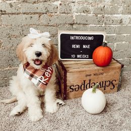 Goldendoodle Puppies from Muddydoodles