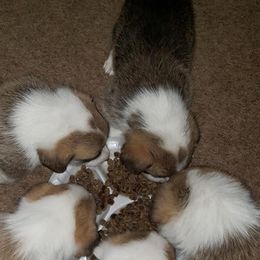 Pembroke Welsh Corgi Puppies from Cynnor's Corgis