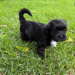 Shadow - Black male Havanese puppy in Brisbane, California from Natalie’s Havanese