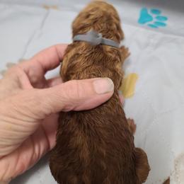 Gray collar - Red  male Poodle puppy in Colorado Springs, Colorado from Silly's Standard Poodles