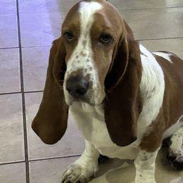 Lulu - Basset Hound