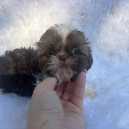 Boy 3 - Gold and white male Shih Tzu puppy in Tenino, Washington from Fantasy Realm Shih Tzus