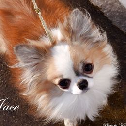 Jace - Chihuahua
