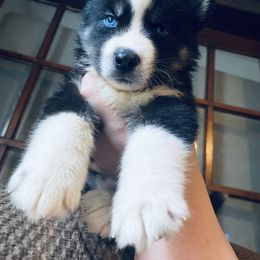 Siberian Husky Puppies from Dances With Huskies
