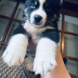 Siberian Husky Puppies from Dances With Huskies