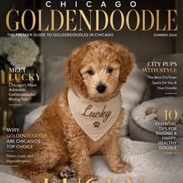 Lucky - Apricot male Goldendoodle puppy in Aurora, Illinois from Chicago Goldendoodles