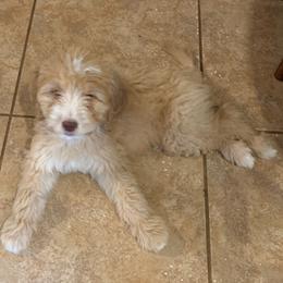 Goldendoodle Puppies from Goldendoodles of Vanhoy Farms