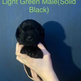 Labrador Retriever Puppies from Shadows Lovely Kennel