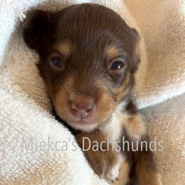 Celine - Chocolate and cream female Dachshund puppy in Orem, Utah from Miekca’s Dachshunds