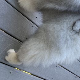 Keeshond Puppies from Kathy Dodge