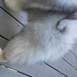 Keeshond Puppies from Kathy Dodge