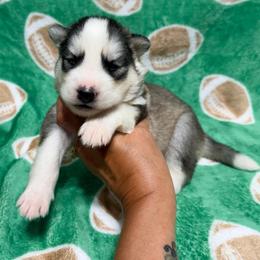 AKC Theodore - Gray and white male Siberian Husky puppy in Centreville, Maryland from Huskies By the Bay