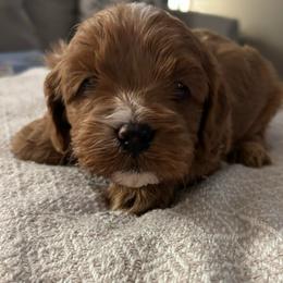 Charlie - Red male Cavapoo puppy in Milan, Illinois from Poppy Garden Doodles