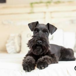 Bogart - Miniature Schnauzer