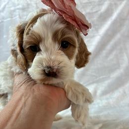 Peach - Red and white female Cockapoo puppy in Adrian, Oregon from ApplebyFarm