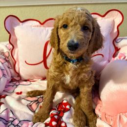Corra - blue collar - Apricot female Goldendoodle puppy in Puyallup, Washington from Dawnie’s Doodles