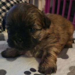 Presley - Black and tan male Shih Tzu puppy in Filer, Idaho from Shih Tzu Kennels