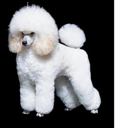 Prince - Poodle