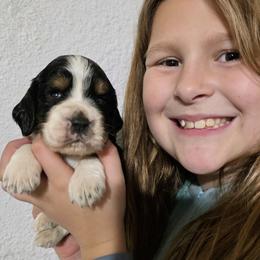 Max - Black white and tan male English Springer Spaniel puppy in Florida from Thunderbird Springers
