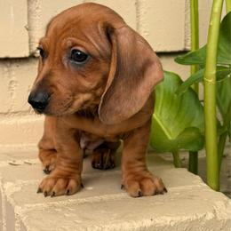 Red Dapple - Red female Dachshund puppy in Arcadia, California from Cruz Industries - Dachshund Company & French Bulldog Company