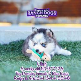 Lilah - Black and white female Pomsky puppy in Humeston, Iowa from M.A.R. Dogs
