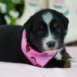 Dakota - Black tri female Miniature Australian Shepherd puppy in Chesapeake, Virginia from Beaver Dam Mini Aussies