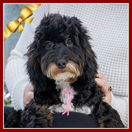 Adele - Black white and tan female Cockapoo puppy in Connersville, Indiana from Deaz Doodle Ranch