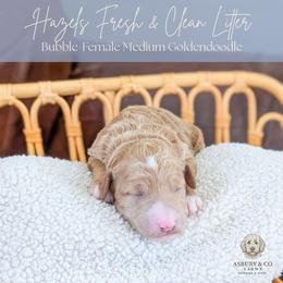 Puppy Pick 3 - Red  male Goldendoodle puppy in Whitesburg, Georgia from Asbury & Co Farms
