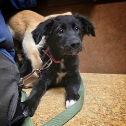 Olive - female Sporty Mix puppy in Menasha, Wisconsin from Little Rose Retrievers
