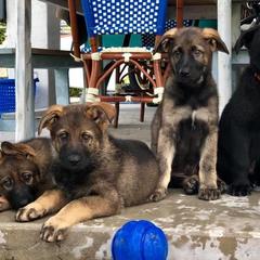 German Shepherd Puppies from Keys K9s