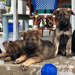 German Shepherd Puppies from Keys K9s