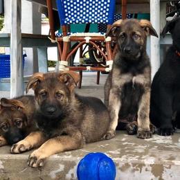 German Shepherd Puppies from Keys K9s