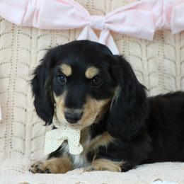 Benny - Black and cream male Dachshund puppy in Wakarusa, Indiana from PuppyLove Dachshunds