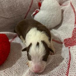 Legacy - White and red female Border Collie puppy in Mckinney, Texas from Border Collies of Ruidoso
