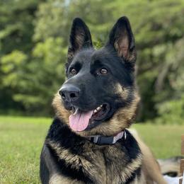 Sasha - German Shepherd