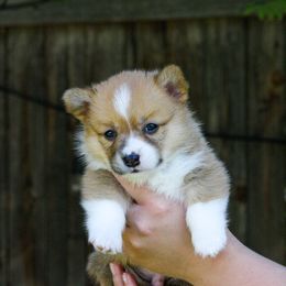 Boy 1 - Red Pembroke Welsh Corgi puppy in Idaho from Blue Sky Corgis