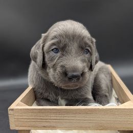 Rooster - male Long Haired Weimaraner puppy in Evart, Michigan from Drehbar Weimaraners