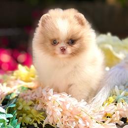 Pacer - Tri-colored male Pomeranian puppy in Stockton, California from Pommiepalace