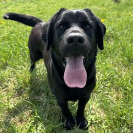 Labrador Retriever puppies from Newara’s Dog House LLC