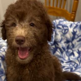 BEAR - Chocolate male Goldendoodle puppy in Maricopa, Arizona from AZ Designer Goldendoodles
