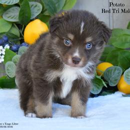 Potato - Red tri-color male Australian Shepherd puppy in Ranger, Texas from Outback Mini Aussies