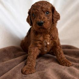 Noah - Red  male Poodle puppy in Mount Vernon, Illinois from AMC Poodles