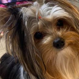 Yorkshire Terriers from Diamond Yorkies Wilder